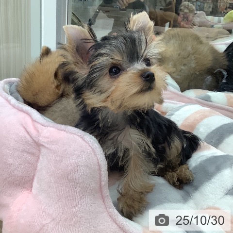 ヨークシャー・テリアの写真