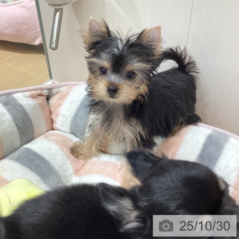 ヨークシャー・テリアの写真