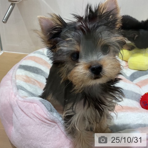 ヨークシャー・テリアの写真