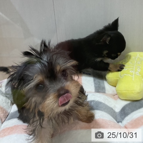 ヨークシャー・テリアの写真