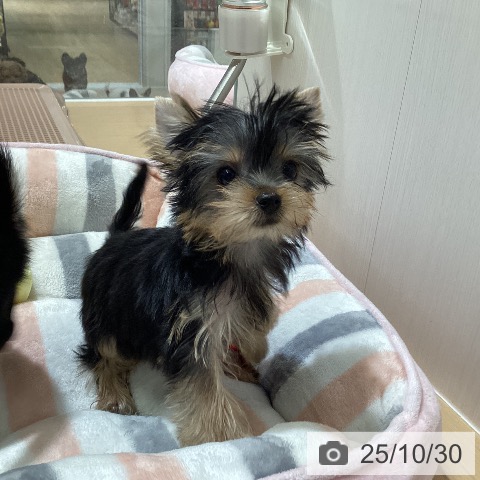 ヨークシャー・テリアの写真