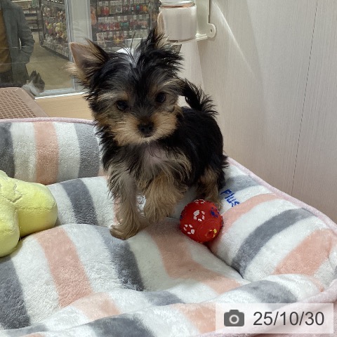 ヨークシャー・テリアの写真