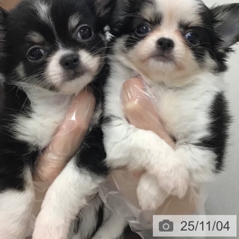 石川県のチワワ(ロング) (ペットプラス かほく店/2025年8月29日生まれ/男の子/ブラックタンホワイト)の子犬の4枚目の画像