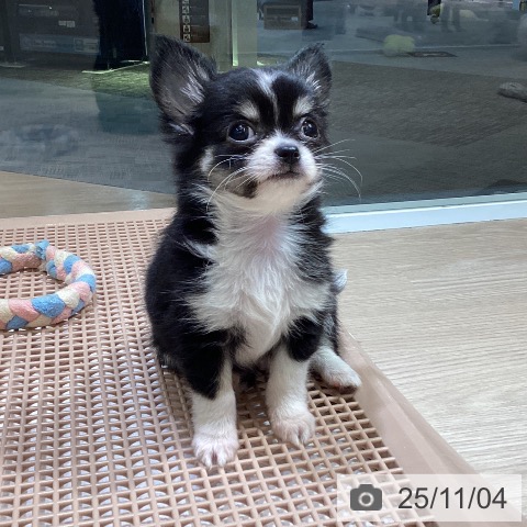 石川県のチワワ(ロング) (ペットプラス かほく店/2025年8月29日生まれ/男の子/ブラックタンホワイト)の子犬の3枚目の画像