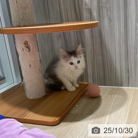 スコティッシュフォールドの写真