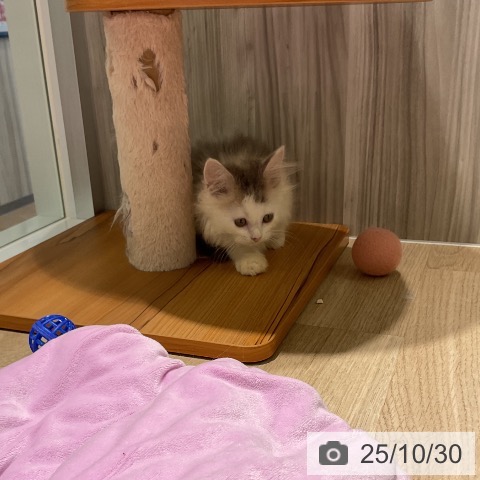 スコティッシュフォールドの写真