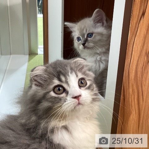 スコティッシュフォールドの写真