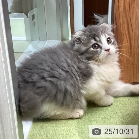 スコティッシュフォールドの写真