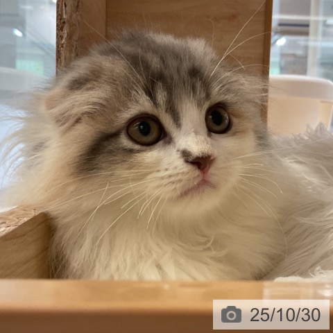 スコティッシュフォールドの写真