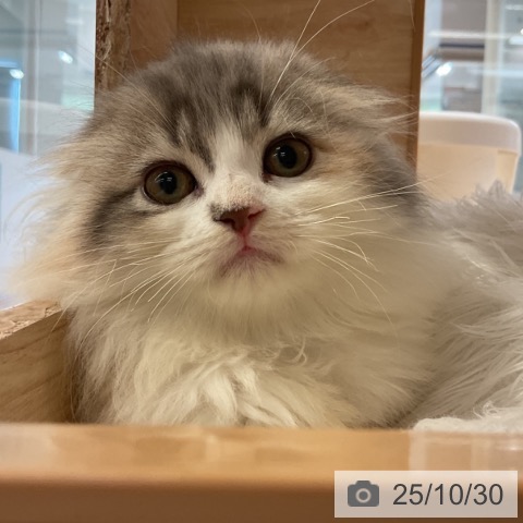 スコティッシュフォールドの写真