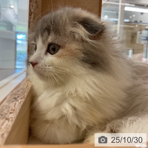 スコティッシュフォールドの写真