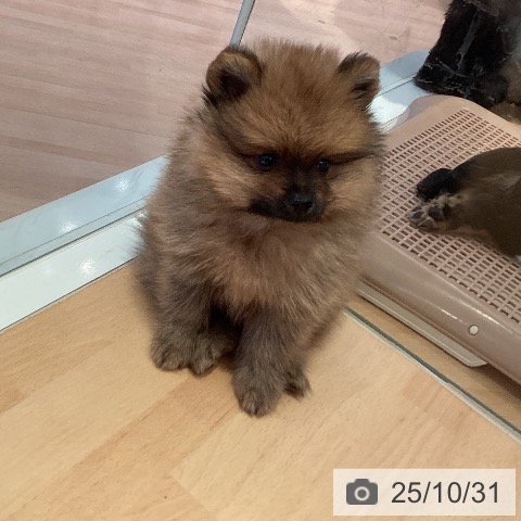 ポメラニアンの写真