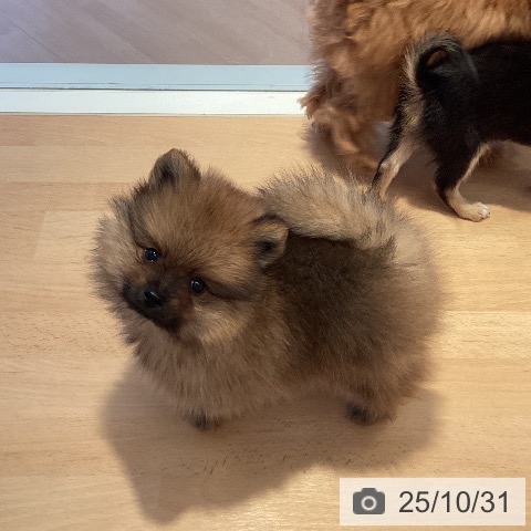 ポメラニアンの写真