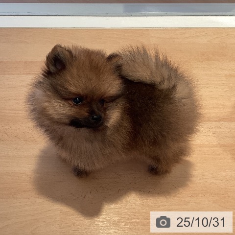 ポメラニアンの写真