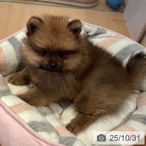 ポメラニアンの写真