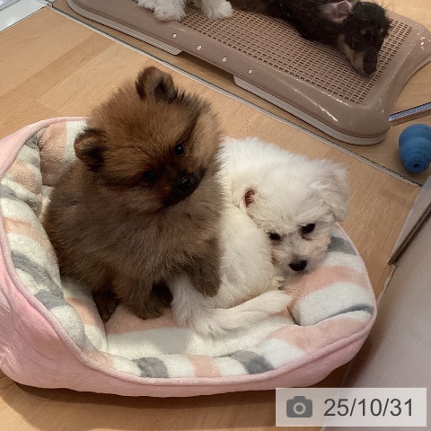 ポメラニアンの写真