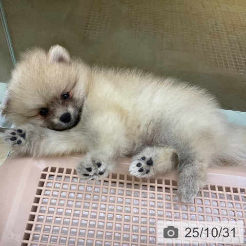 ポメラニアンの写真