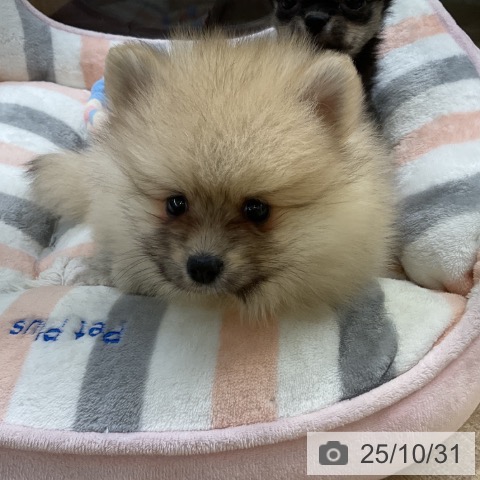 ポメラニアンの写真