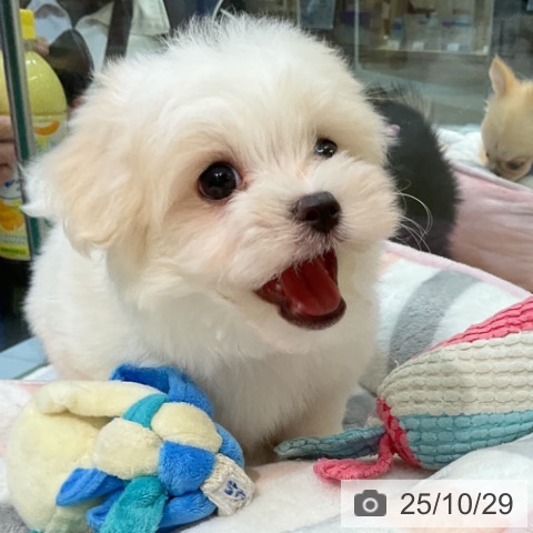 マルチーズの写真