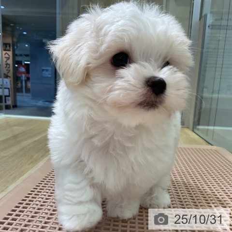 マルチーズの写真