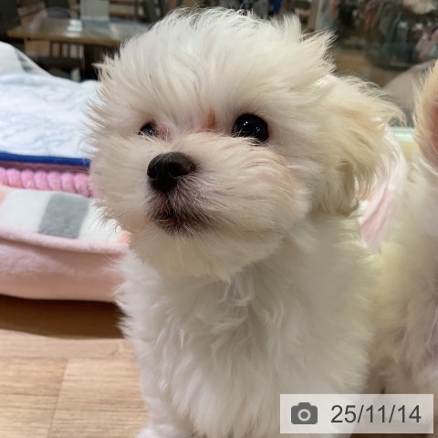 愛知県のマルチーズ (ペットプラス 豊橋牧野店/2025年8月29日生まれ/男の子/ホワイト)の子犬の4枚目の画像
