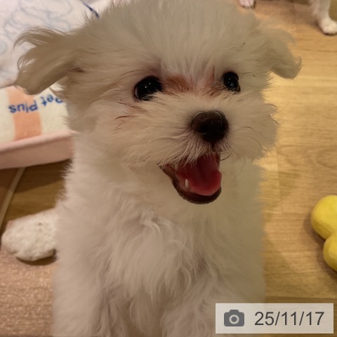 愛知県のマルチーズ (ペットプラス 豊橋牧野店/2025年8月29日生まれ/男の子/ホワイト)の子犬の3枚目の画像