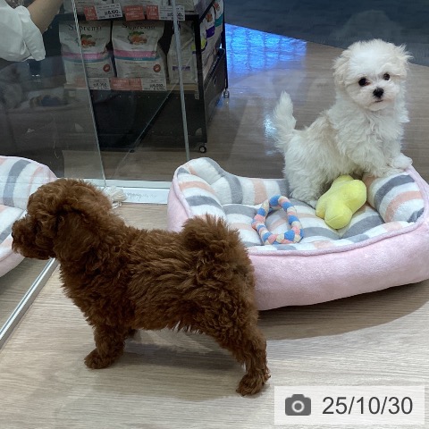 マルチーズの写真