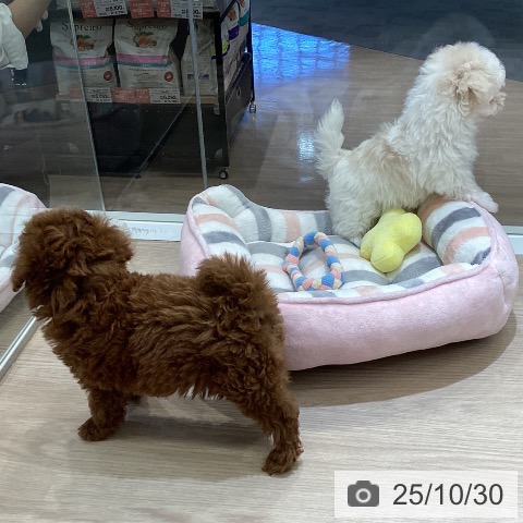 マルチーズの写真