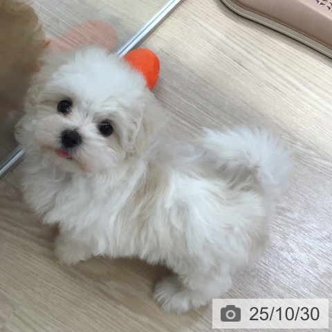 マルチーズの写真