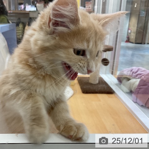 愛知県のメインクーン (ペットプラス イオンモール長久手店/2025年8月21日生まれ/女の子/クリームタビー)の子猫の4枚目の画像