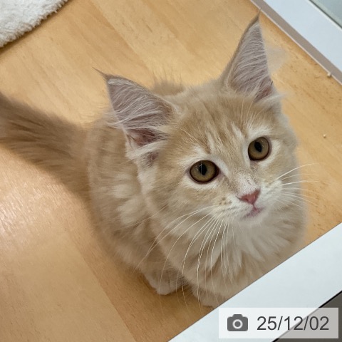 愛知県のメインクーン (ペットプラス イオンモール長久手店/2025年8月21日生まれ/女の子/クリームタビー)の子猫の3枚目の画像