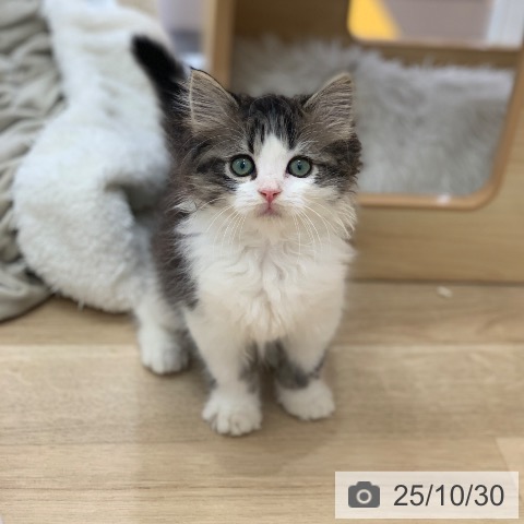 スコティッシュフォールドの写真