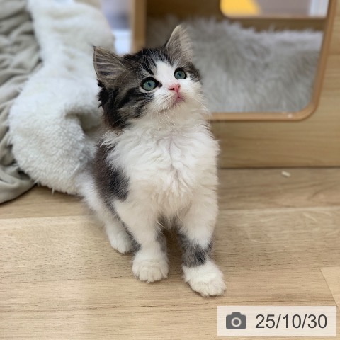 スコティッシュフォールドの写真