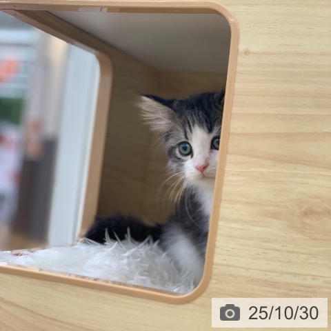 スコティッシュフォールドの写真