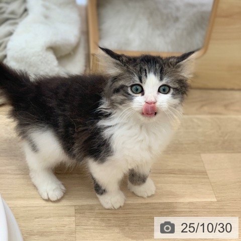 スコティッシュフォールドの写真