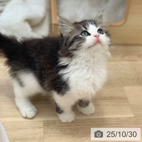 スコティッシュフォールドの写真