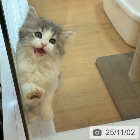 スコティッシュフォールドの写真