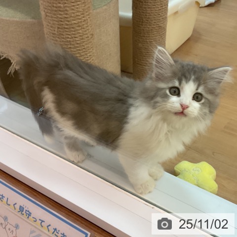 スコティッシュフォールドの写真