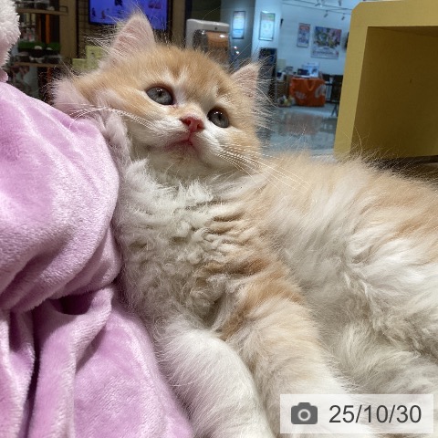 ラガマフィンの写真