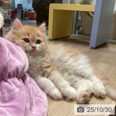 ラガマフィンの写真