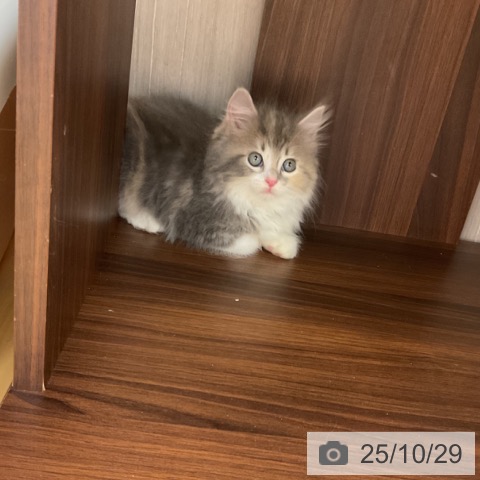 ラガマフィンの写真