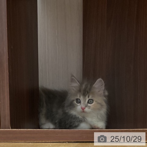 ラガマフィンの写真