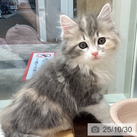 ラガマフィンの写真