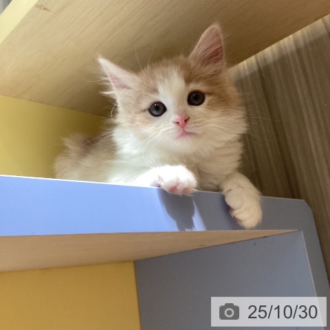 ノルウェージャンフォレストキャットの写真