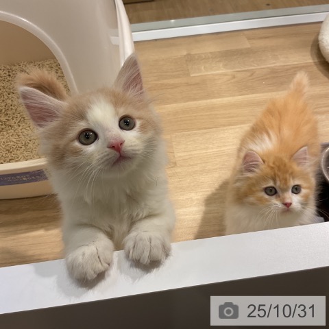 ノルウェージャンフォレストキャットの写真