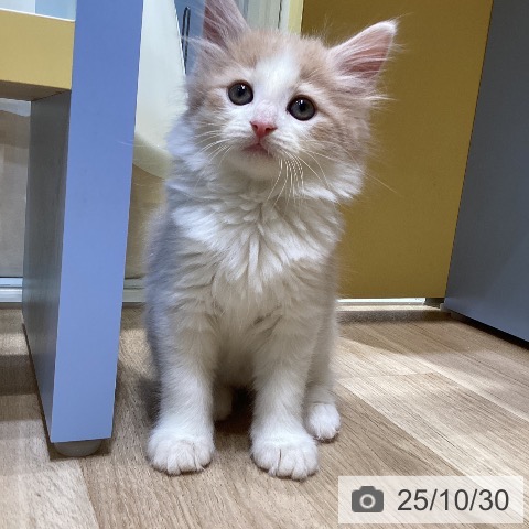 ノルウェージャンフォレストキャットの写真