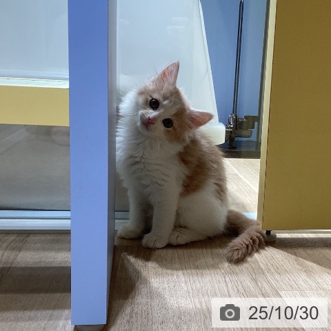 ノルウェージャンフォレストキャットの写真