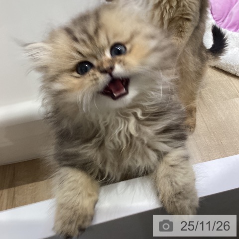 ペルシャの写真