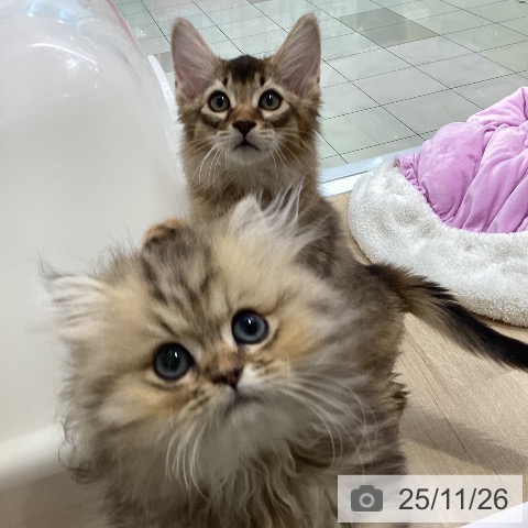 ペルシャの写真