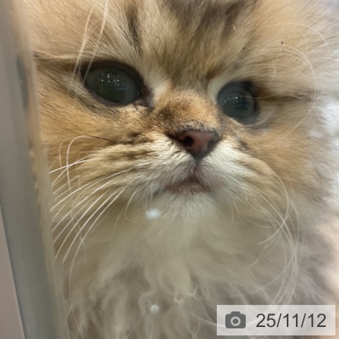 愛知県のペルシャ (ペットプラス イオンモール長久手店/2025年8月20日生まれ/男の子/シェーデットゴールデン)の子猫の4枚目の画像